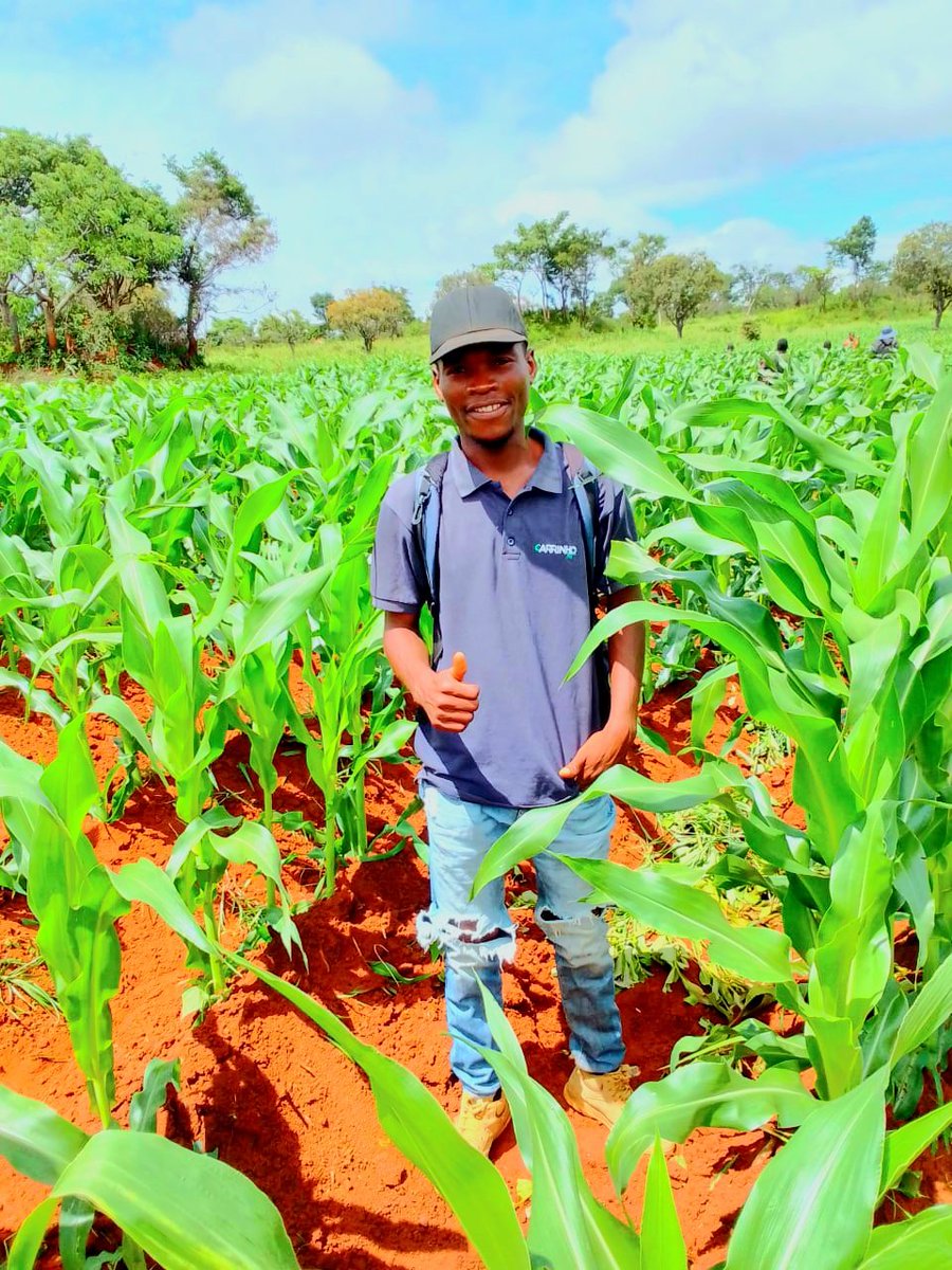 Fomento com a Carrinho agri