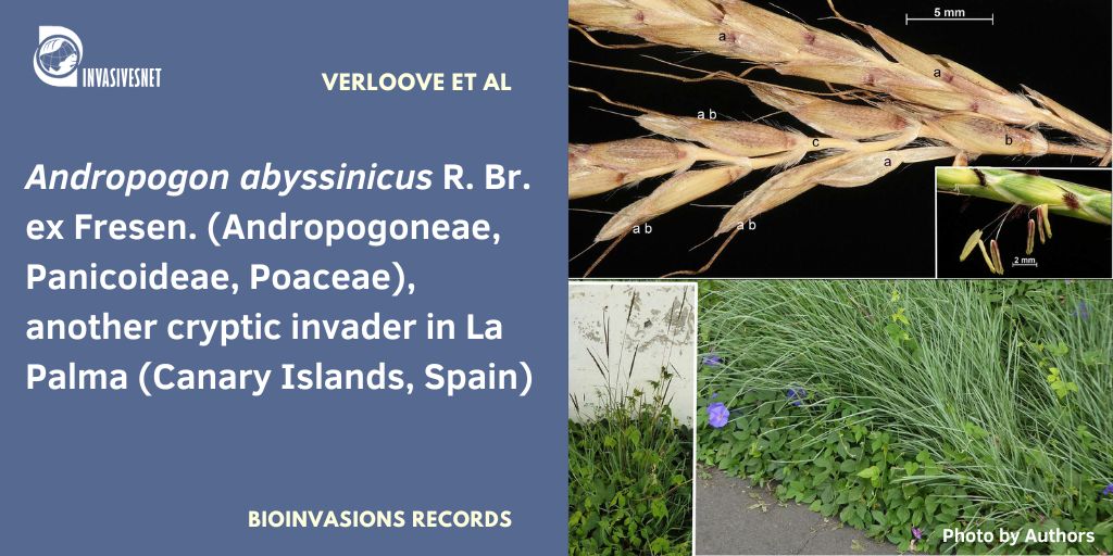 Invasivesnet's tweet image. Records attributed to the native species Andropogon distachyos are identified as the African weed A. abyssinicus based on morphological characteristics, molecular data and ploidy estimation. Open access 👇 buff.ly/zfJsF4n #INVASIVESNET #BIR