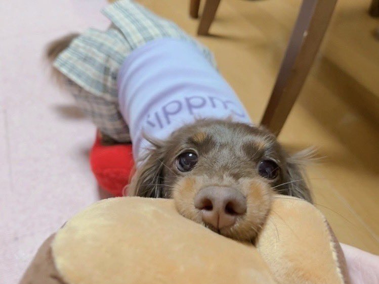 2552Ange's tweet image. ほっぺが、むにっ！！
ฅ*•ω•*ฅ🍞