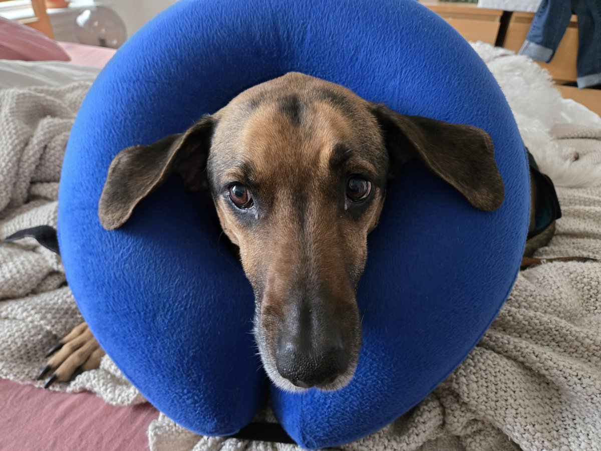 DoctorSungTWRP's tweet image. Rufus update:
After a challenging couple weeks involving 2/3 wounds becoming infected and stitches bursting, Rufus is finally turning a corner after his tumor removals. He's almost done his meds and is more himself now, but it pains me so to leave my sweet donut boy for tour!!