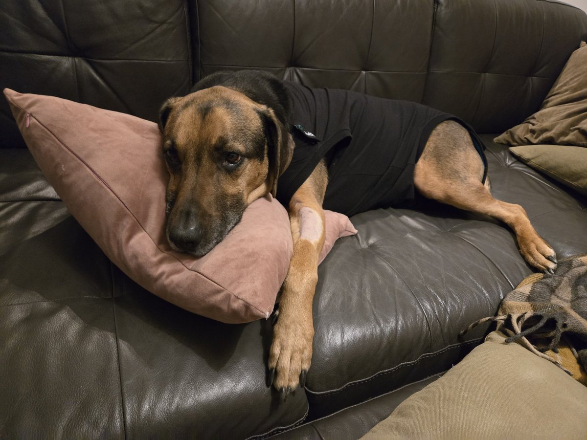 DoctorSungTWRP's tweet image. Rufus update:
After a challenging couple weeks involving 2/3 wounds becoming infected and stitches bursting, Rufus is finally turning a corner after his tumor removals. He's almost done his meds and is more himself now, but it pains me so to leave my sweet donut boy for tour!!