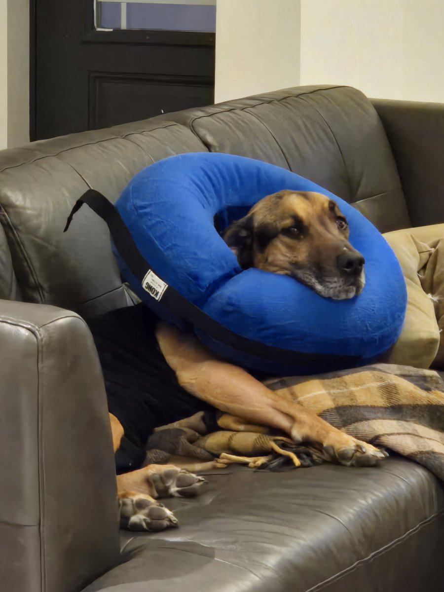 DoctorSungTWRP's tweet image. Rufus update:
After a challenging couple weeks involving 2/3 wounds becoming infected and stitches bursting, Rufus is finally turning a corner after his tumor removals. He's almost done his meds and is more himself now, but it pains me so to leave my sweet donut boy for tour!!