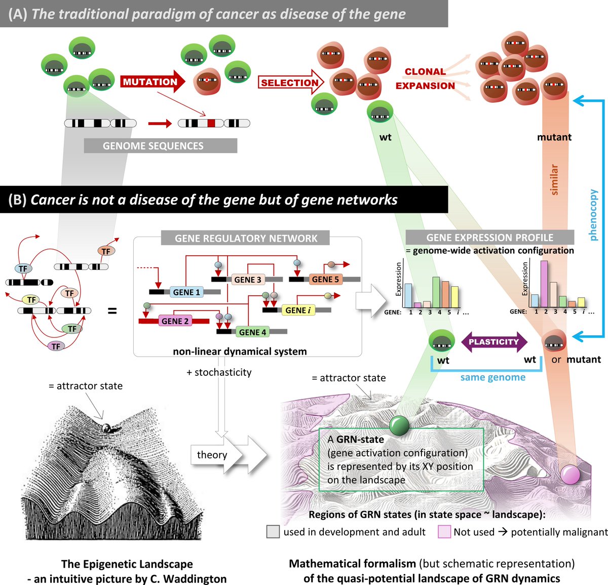 FScholkmann's tweet image. The somatic mutation theory of cancer (i.e. the prevailing paradigm that tumorigenesis is caused by cancer-driving somatic mutations & clonal expansion) is most likely incorrect. Great new paper about this insight: journals.plos.org/plosbiology/arโฆ