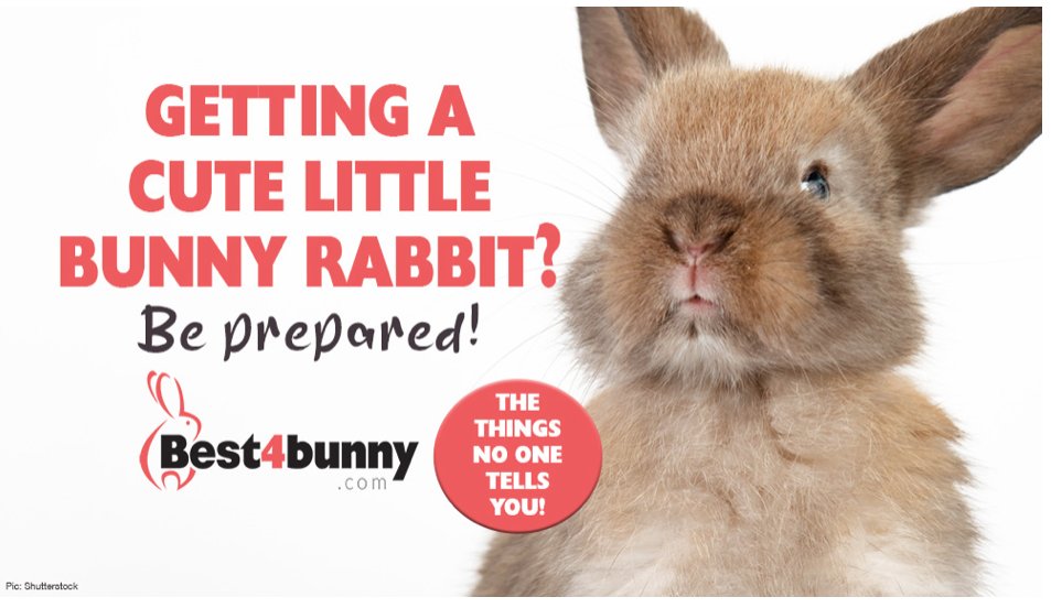 For anyone thinking of getting a cute baby rabbit? BE VERY PREPARED! Here in our blog we list the things no one tells you about...
Getting a cute little pet bunny rabbit?
 Be prepared for a nightmare! best4bunny.com/getting-a-cute…