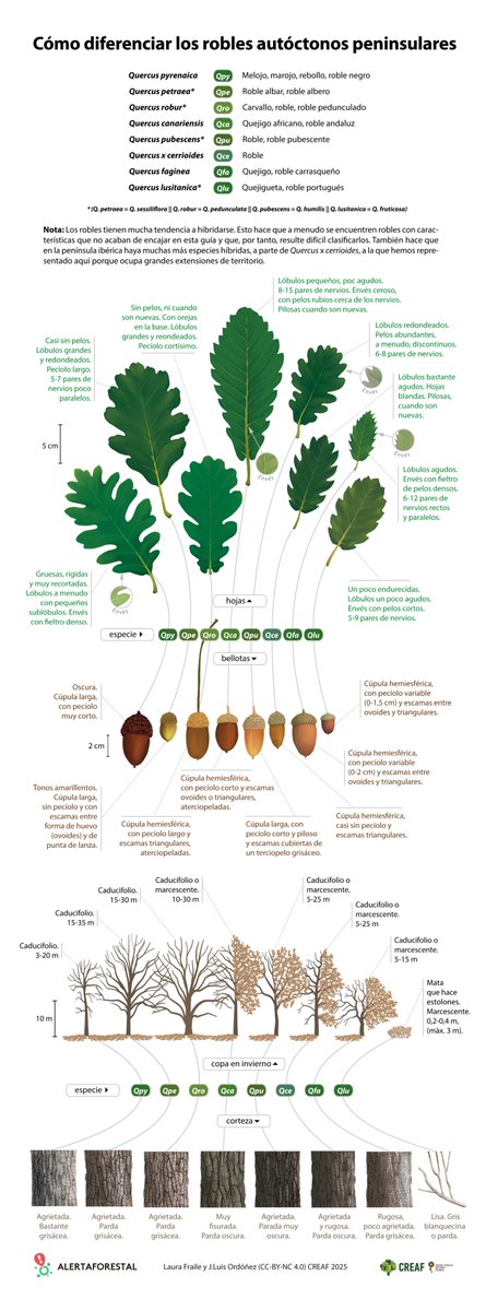 ¿Quieres aprender a diferenciar los #robles autóctonos? 🌳💚 Hemos creado esta guía que esperamos sea muy útil ✨✨ 
🟢Qpy=Quercus pyrenaica
🟢Qpe=Q. petraea 
🟢Qro=Q. robur
🟢Qca=Q. canariensis 
🟢Qpu=Q. pubescens 
🟢Qce=Q. x cerrioides
🟢Qfa=Q. faginea
🟢Qlu=Q. lusitanica