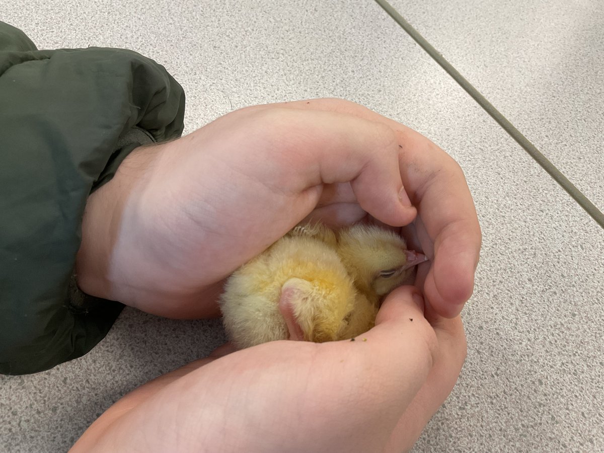 Our students spent some time with these super cute chicks during Science. Most of the chicks fell asleep in their hands!