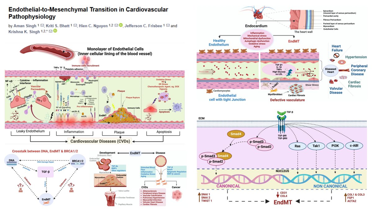 HaoYin20's tweet photo. Endothelial-to-Mesenchymal Transition in Cardiovascular Pathophysiology
#EndMT

#Atherosclerosis
#VascularCalcification
#PeripheralArteryDisease
#PulmonaryHypertension
#ValvularHeartDisease
#MyocardialInfarction
#CardiacFibrosis

Krishna Singh lab @IJMS_MDPI 2024 @SchulichMedDent
https://t.co/VSNNIVfWJh