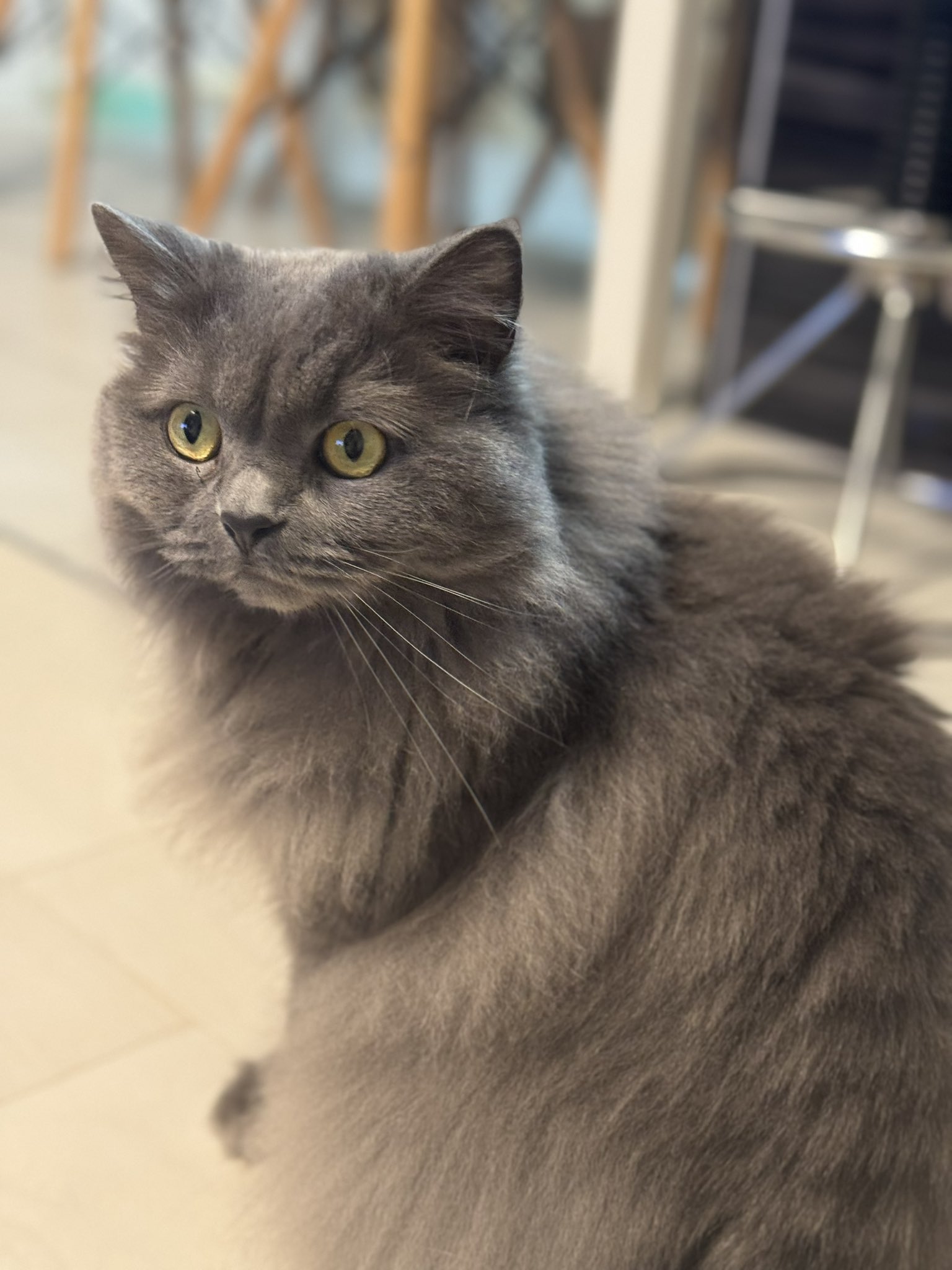 猫澤たったん様 A cute two-month-old kitten that looked just like its mother