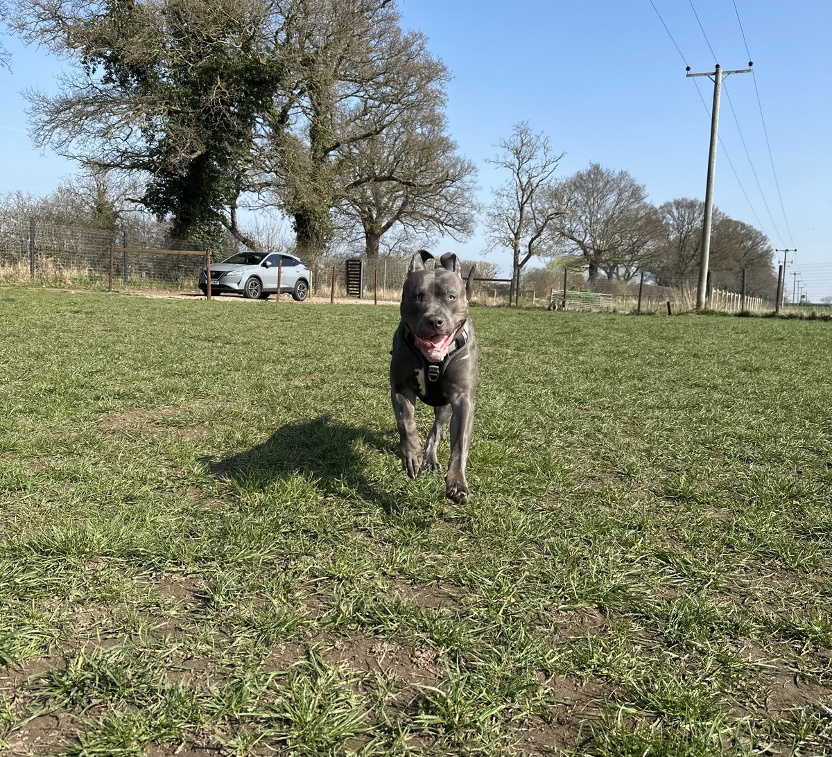 TheCheshireCore's tweet photo. 🐾🦴 https://t.co/xRRFHDIliA