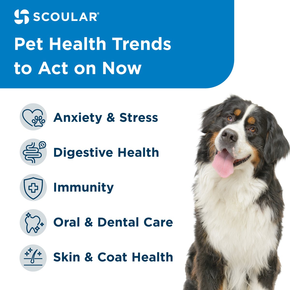 Pet food ingredients for helping pets stay calm are among highlights in our second annual Pet Health Trends Report. scoular.com/solutions/pet-…
#PetHealth #PetFoodIngredients