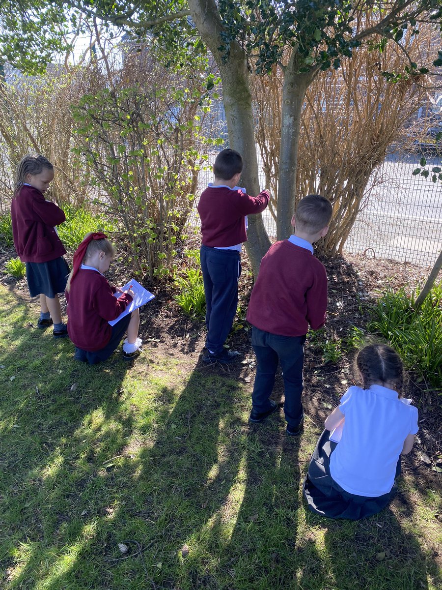 Mrs Evans (@mrsevansmlp) on Twitter photo We were exploring this afternoon. Here we are looking for plants in our school grounds so we can look at similarities and differences between them. We were exploring this afternoon. Here we are looking for plants in our school grounds so we can look at similarities and differences between them.