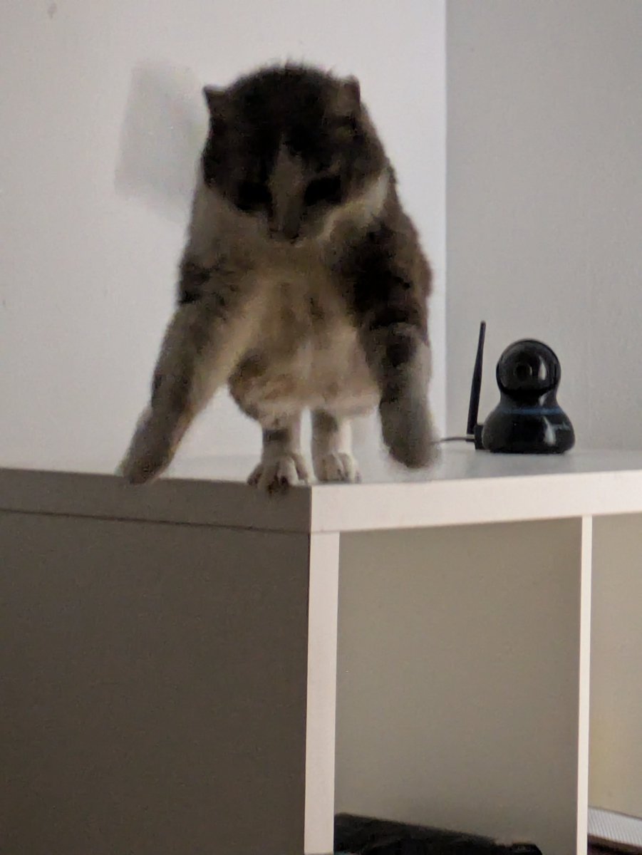 cat jumping