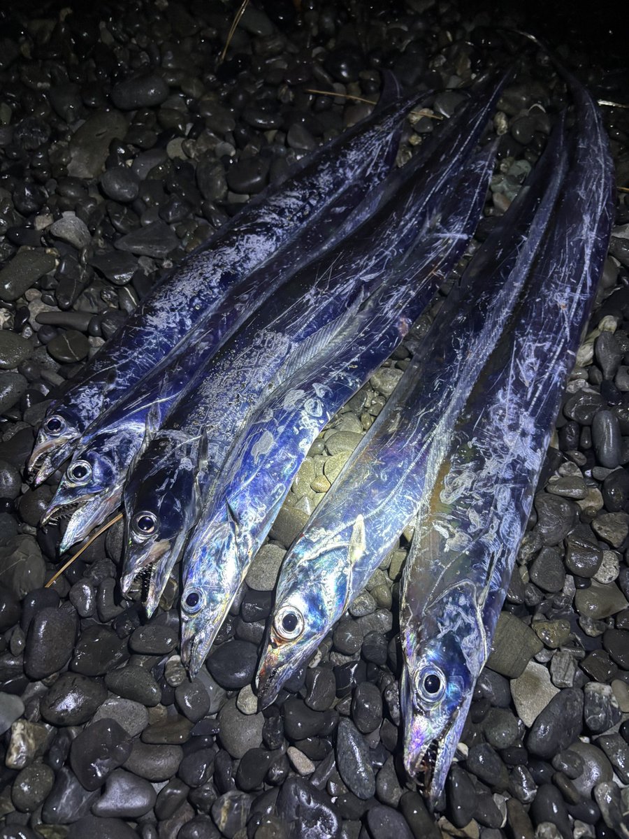 Ev7kJyn's tweet photo. 今シーズンやっとこまとまった釣果😆カミナリ鳴り出して終��🥲 https://t.co/LcYuVMT6qG