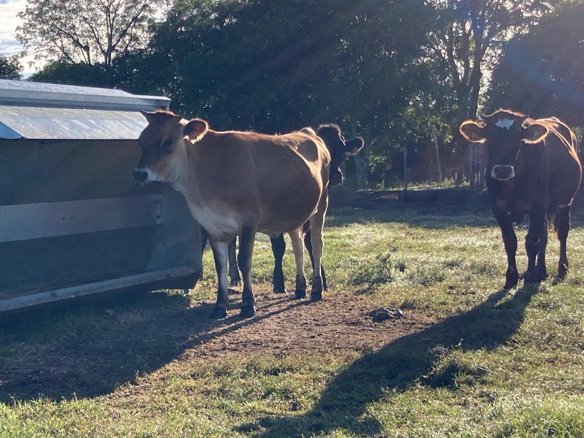 sns_uruguay's tweet photo. No parecen … pero tienen 10 meses de edad…
Ración #INFIBER con la tecnología de #BXS (blend de taninos) logran ganancias extraordinarias con el aporte adecuado de energía y proteína.
Autoconsumo con fibra incorporada en la ración… nada más…!!! https://t.co/0SnJTCcTRD