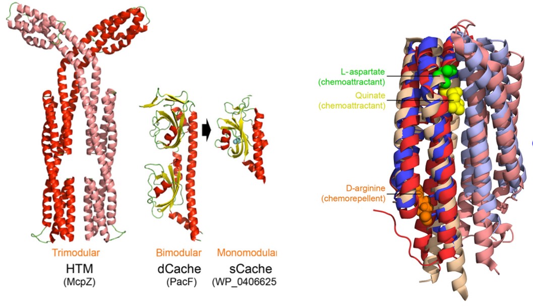 miguel_matilla's tweet image. Check out our latest review in @TrendsMicrobiol on #ligand #sensing and #evolution of bacterial transmembrane #receptors. @KrellLaboratory @Eli_Monteagudo @Gavirius @zhulinlab @SEMicrobiologia @BlastMeetings @CSICdivulga
sciencedirect.com/science/articl…