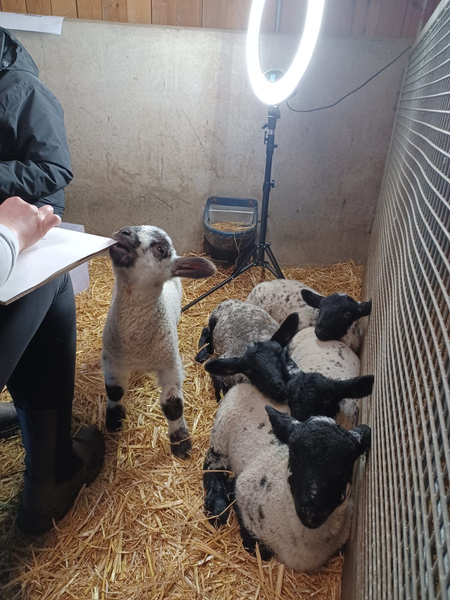 Lamb Feeding events for the Easter Holidays are live! We have dawn feeds, twilight feeds, family and adult only sessions available. Lamb feeding is suitable for children to do on their own if they are age five+. Each child attending needs their own ticket: tickettailor.com/events/ousebur…