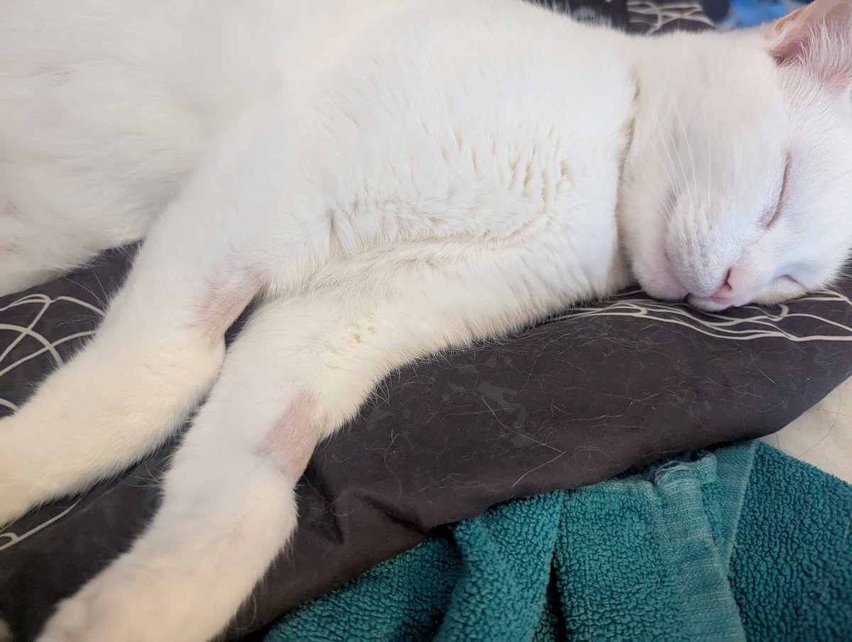 My cat Charlie had suddenly onset kidney failure and almost died. He's back home after a few days at the vet's and I think he's very happy to be alive!