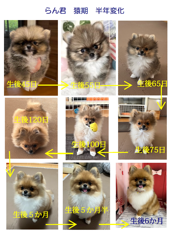 ポメラニアンのランくん tweet media