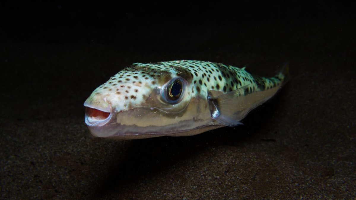 Toxic, with a bite that can take off fingers, the invasive silver-cheeked toadfish has been discovered off the coast of Croatia - the northernmost record of the species in the Med. 

🔗 Read more on the <a href="/Pensoft/">Pensoft</a> blog: blog.pensoft.net/2025/03/24/a-t…