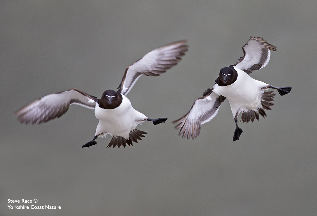 Steve Race (@wildlifeimages) on Twitter photo Spring is here...
Come and join me this spring <a href="/Bempton_Cliffs/">RSPB Bempton Cliffs</a> on a 4hr Seabird Photography Experience looking to capture stunning images of Puffins, Gannets, Razorbills, Guillemots, Fulmars and Kittiwakes #seabirdheaven #seabirds #seabird #rspb #ycnature
yorkshirecoastnature.co.uk/workshops/81/2… Spring is here...
Come and join me this spring <a href="/Bempton_Cliffs/">RSPB Bempton Cliffs</a> on a 4hr Seabird Photography Experience looking to capture stunning images of Puffins, Gannets, Razorbills, Guillemots, Fulmars and Kittiwakes #seabirdheaven #seabirds #seabird #rspb #ycnature
yorkshirecoastnature.co.uk/workshops/81/2…