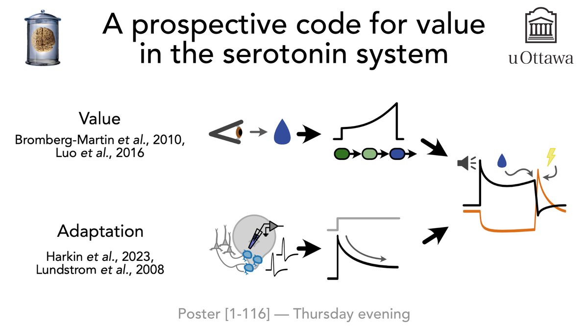 What makes serotonin neurons tick?

Stop by #COSYNE2025 poster 1-116 on Thursday to hear about how an energy-efficient code for value explains the in vivo responses of serotonin neurons to rewards and punishments.  1/2