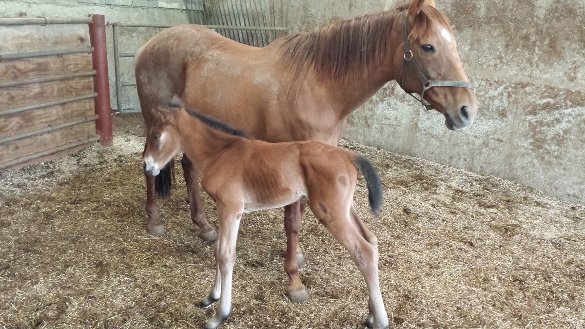 Castlefergus Stud tweet media
