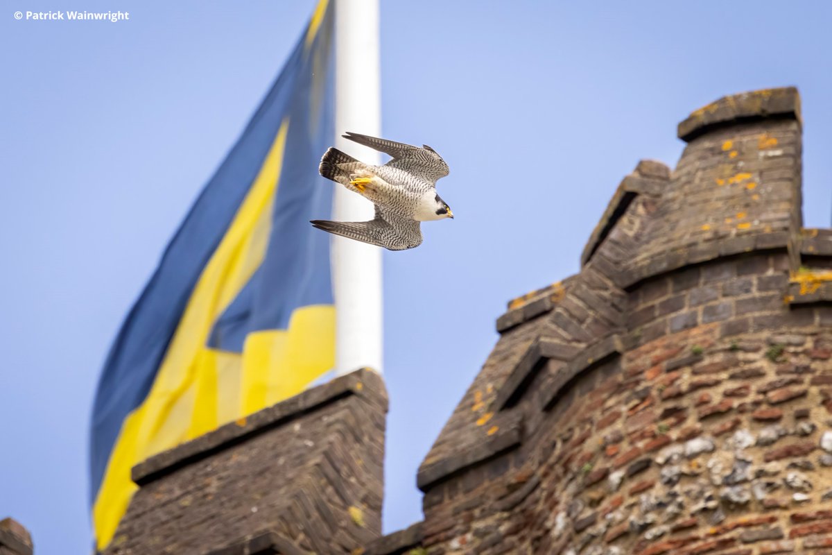 🦅 The wait is over! The <a href="/StAlbansCath/">St Albans Cathedral</a> Peregrine webcam is back online, giving you a front-row seat to one of nature’s most spectacular shows.

🔍 Find out more about these incredible bird and how you can watch them live! 👇
ow.ly/sGnH50VnhVt

<a href="/opticronuk/">Opticron</a>