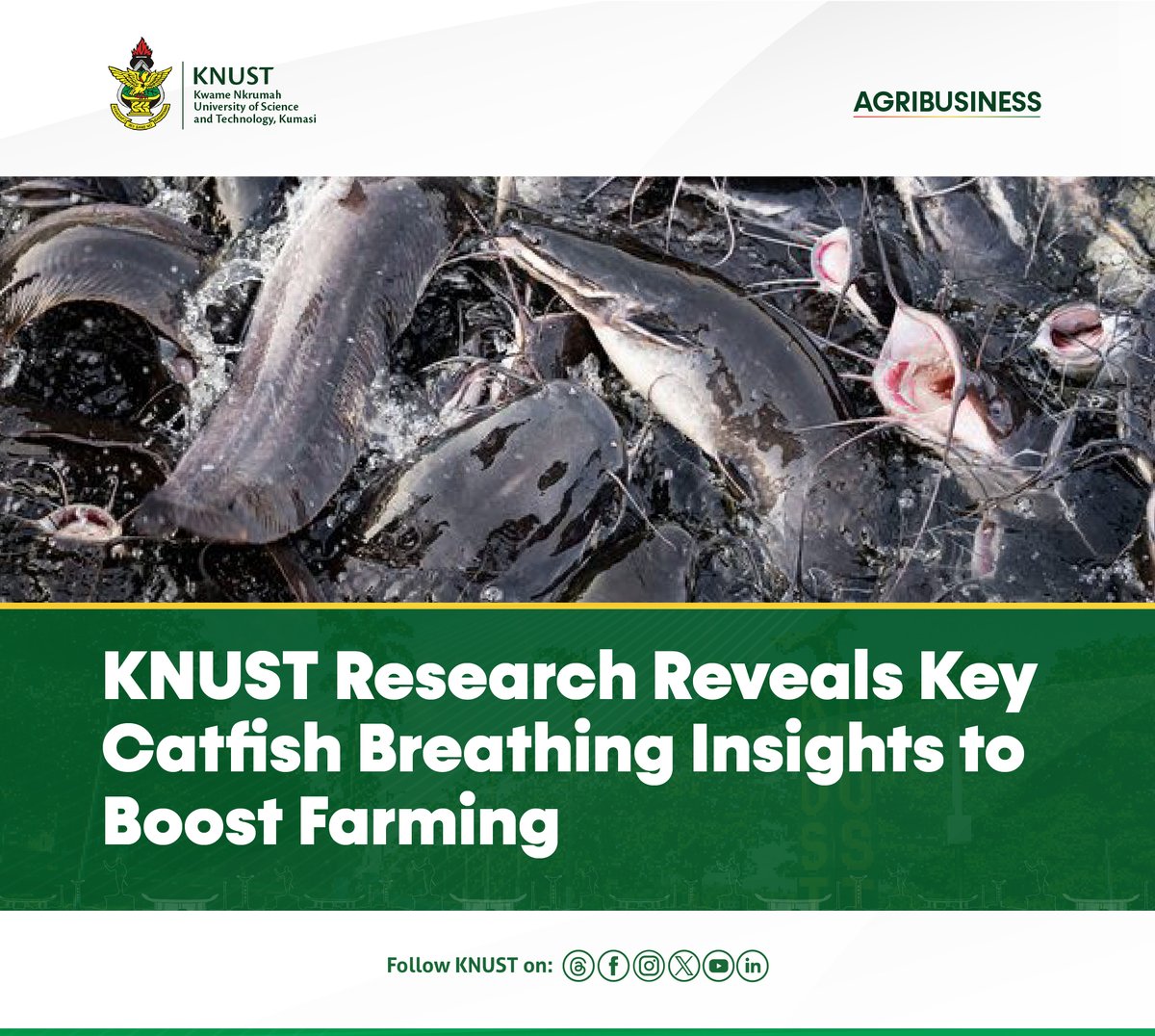 When oxygen levels dropped to moderate and severe lows, their air-breathing rate more than doubled, reaching 1.40 and 1.23 breaths per minute, respectively, compared to 0.47 breaths per minute under normal conditions.

Learn more here⬇️
knust.edu.gh/news/news-item…