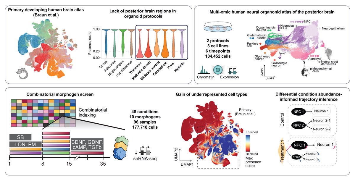 Nadezhda Azbukina (@nadyaazbukina) on Twitter photo Excited to share our latest preprint, presenting a multi-omic human neural organoid cell atlas of the posterior brain! 🧠🔬 doi.org/10.1101/2025.0…
Great work with <a href="/HsiuChuan_Lin/">Hsiu-Chuan Lin</a> <a href="/zhisong_he/">ZhiSong He 何志嵩</a> <a href="/GrayCampLab/">Gray Camp</a> <a href="/TreutleinLab/">Treutlein lab</a> Excited to share our latest preprint, presenting a multi-omic human neural organoid cell atlas of the posterior brain! 🧠🔬 doi.org/10.1101/2025.0…
Great work with <a href="/HsiuChuan_Lin/">Hsiu-Chuan Lin</a> <a href="/zhisong_he/">ZhiSong He 何志嵩</a> <a href="/GrayCampLab/">Gray Camp</a> <a href="/TreutleinLab/">Treutlein lab</a>