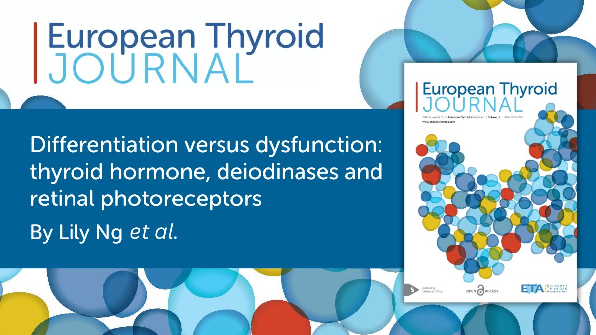 In this review, Lily Ng et al. discuss the functions of #thyroid #hormone (T3), deiodinase-mediated mechanisms of control of the T3 signal and the consequences of aberrant #T3 signaling in the mammalian retina. Read it here 👉 doi.org/10.1530/ETJ-24…