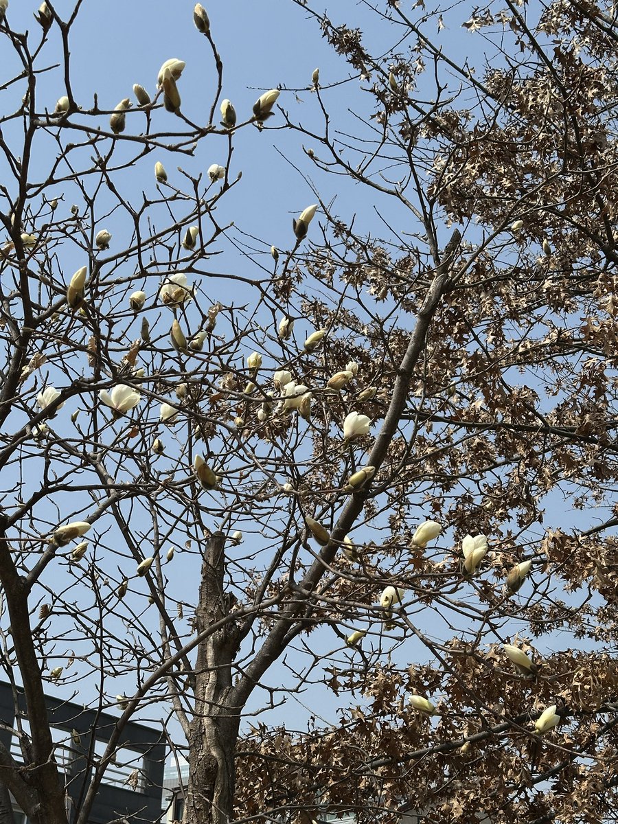 오늘 점심 산책 중에 본 꽃 봄이당 (~˘▾˘)~♫•*¨*•.¸¸♪