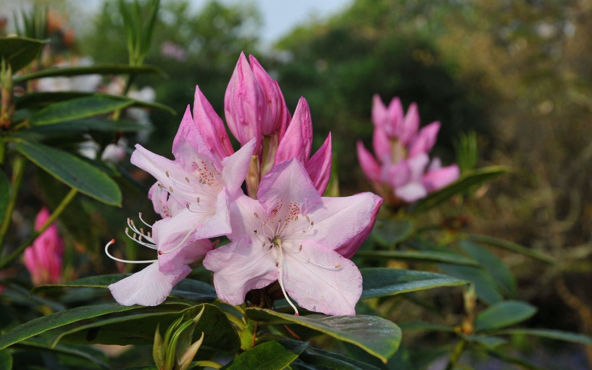 What's Springing in your garden? #AntonyWoodland is looking stunning this year - don't miss out on experiencing it this #Spring. 🌳🌺🌸

#cornishgardens #GreatGardensOfCornwall #springgarden #SpringEquinox #spring #magnoliasinbloom #camelliajaponica #visitcornwall