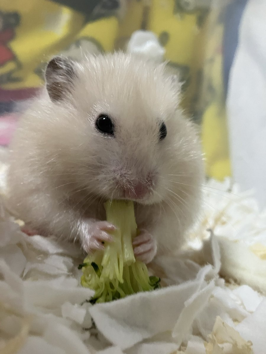 ブロッコリーうまうま🥦