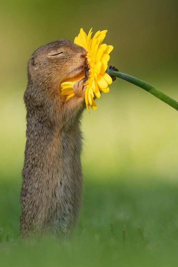 Naturepathway's tweet photo. "Savoring the simple joys of nature 🌼🐿️
#FlowerLover #WildlifeMoment #NatureDelight"
This adorable ground squirrel holding and enjoying the scent of a bright yellow flower is pure heartwarming perfection! https://t.co/bu3sKyx3dc