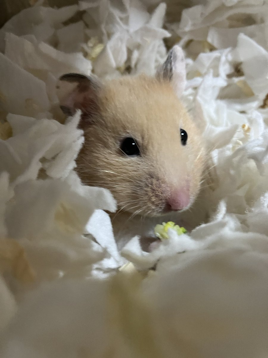 冬眠中のくまさんみたい