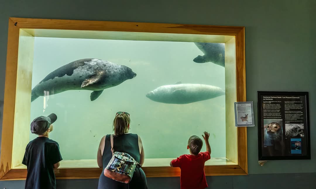 We welcome homeschoolers to the Fundy Discovery Aquarium this THURSDAY (March 27) 10am - 12:30pm! 

Book Now: fareharbor.com/embeds/book/hu…
