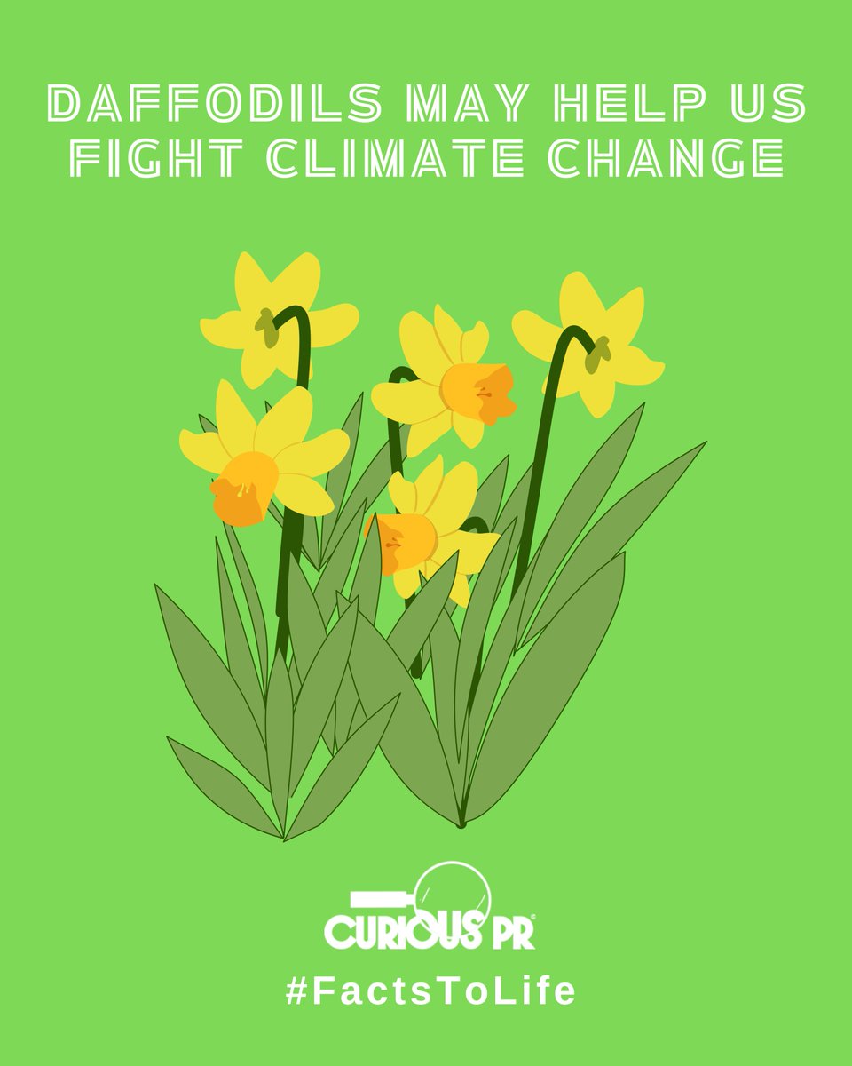 🌼🐄 🌍 Did you know that daffodils may help fight climate change? Researchers at <a href="/SRUC/">SRUC</a> are finding that daffodil extract, haemanthamine, reduces methane emissions from cattle by 20%. We'll look at daffodils blooming on UK farms with fresh eyes, now!
thetimes.com/comment/regist…