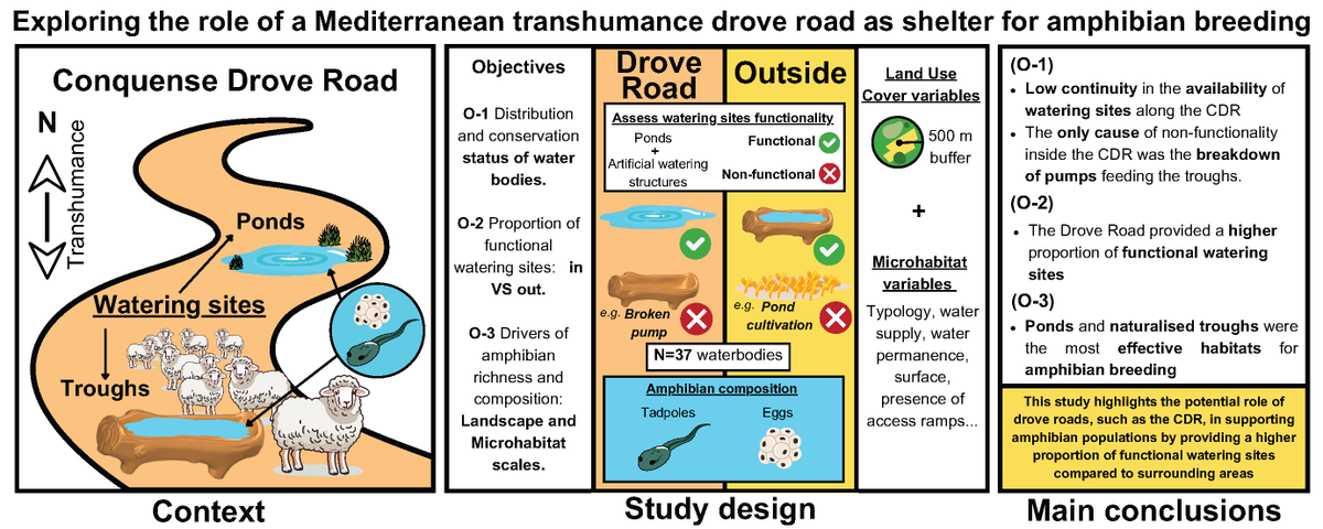 🚨New Paper Alert🚨

I am excited to share our  paper, which comes out of a collaboration with <a href="/LifeCanadas/">LIFE CAÑADAS</a> proyect!

Want to know how centuries-old transhumance helps amphibians? 🐸🐑

Download➡️ kwnsfk27.r.eu-west-1.awstrack.me/L0/https:%2F%2…

Thread with our main findings👇(1/8)