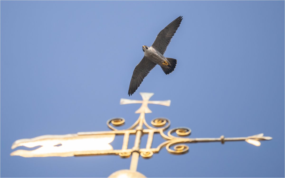 Tonydotlufc's tweet image. Peregrine over the weather vane of @LichfieldCath this morning @LichfieldLive @BBCSpringwatch @carolinelufc