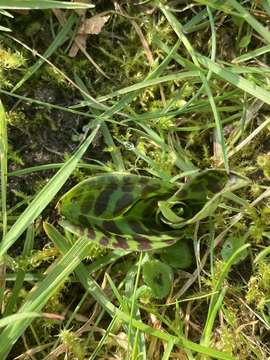 Yes Yes Yes , Common Spotted Orchids coming up in our Cheltenham Gloucestershire garden