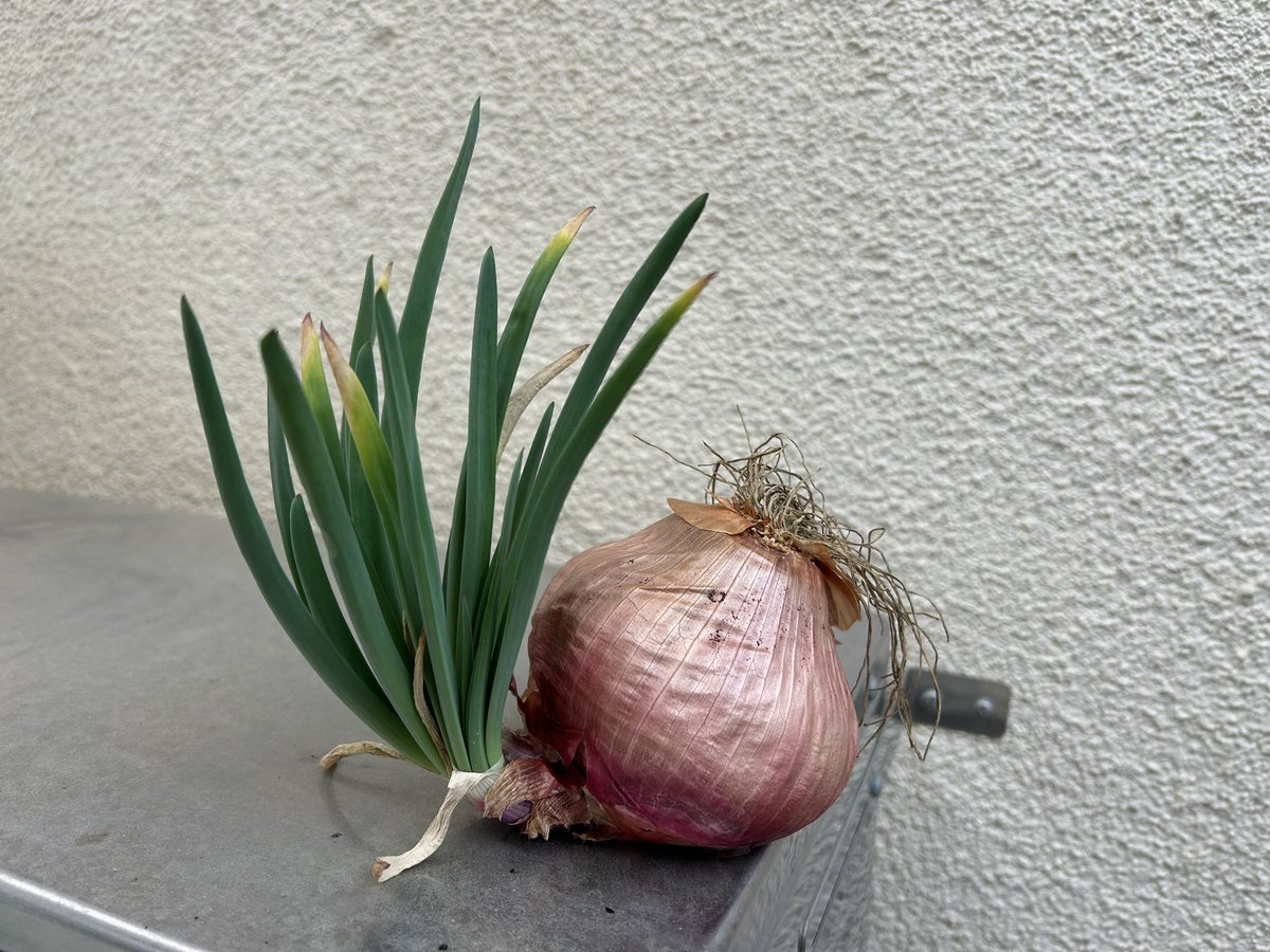 ひこばえ (@quiet_hikobae) on Twitter photo 