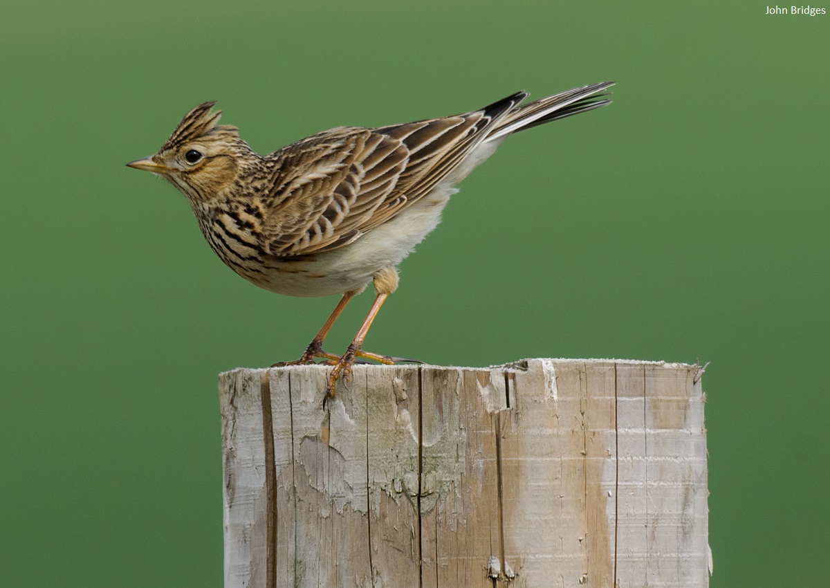 The Wildlife Trusts tweet media