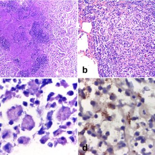 نادي علم الأمراض tweet media
