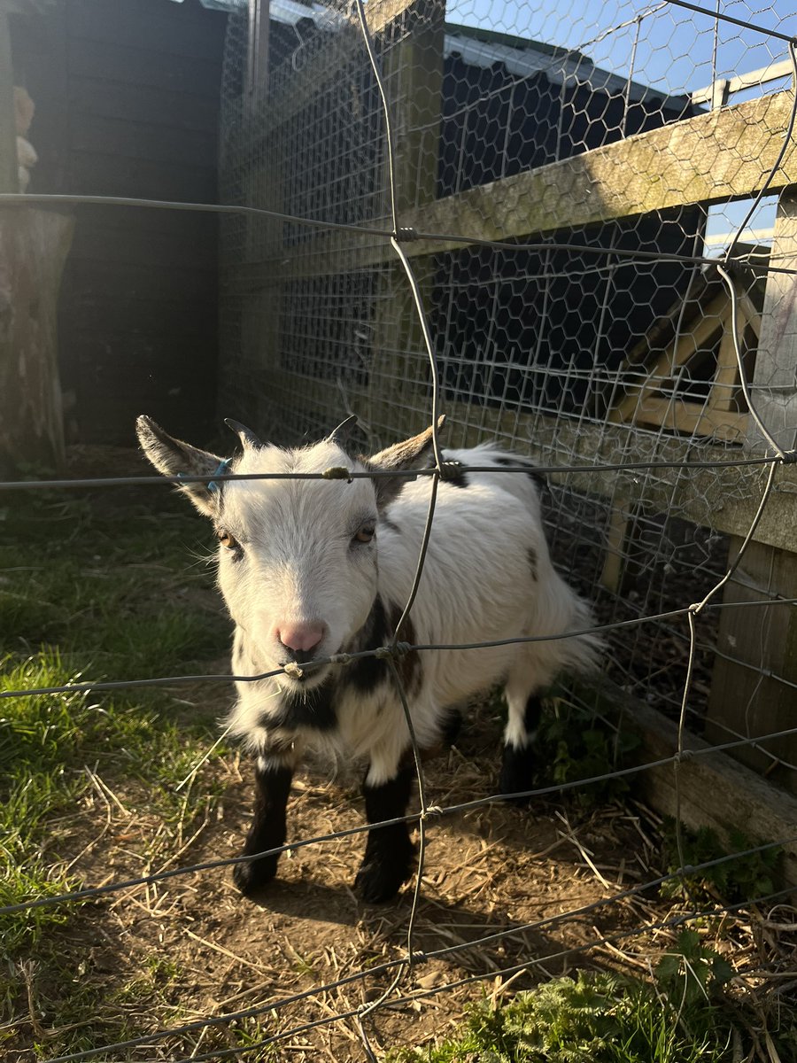 Springbank Ward tweet media