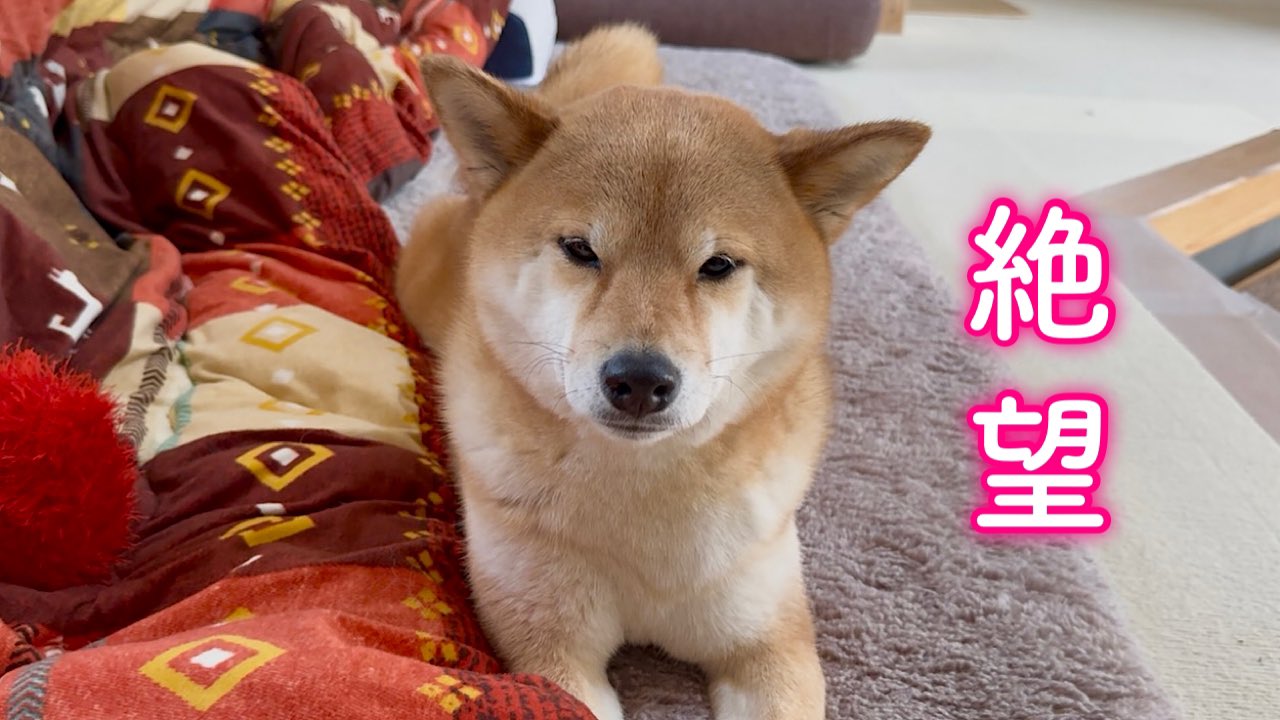 sayu sayu✨ (@sayusayu8020) / X sayu sayu✨ (@sayusayu8020) / X