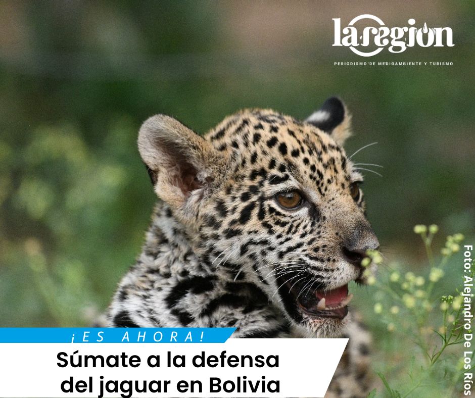 Por primera vez, científicos, autoridades y la población en general podrá sumarse a una acción legal en defensa del jaguar. En esta nota 👇 te contamos cómo. Hay una fecha límite, así que ¡es momento de actuar!

laregion.bo/bolivia-por-qu…