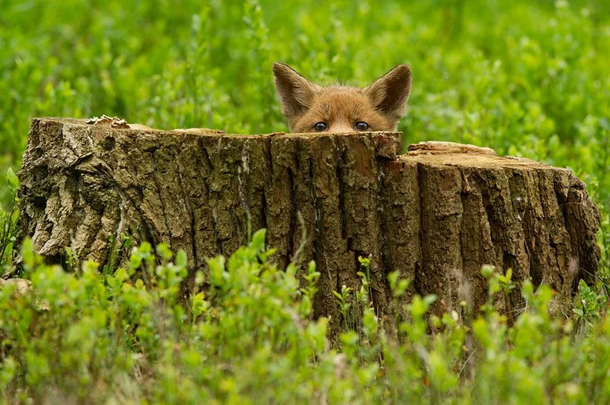 MetaMask 🦊 tweet media