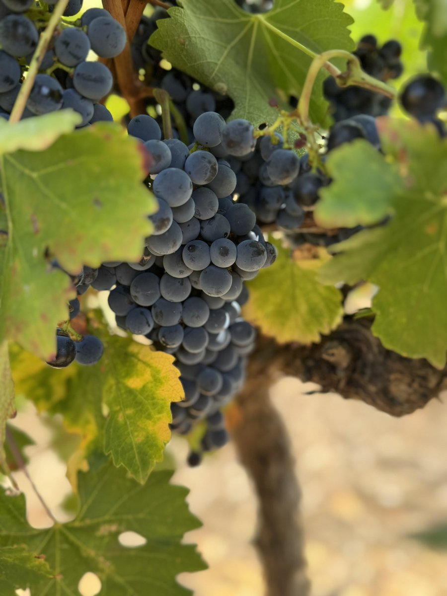 A Cabernet Sauvignon kind of Monday! 🍇

#rakawine #visitstanford #winelovers #coolclimatewines #SAwine #kleinriver #Overberg #SAWineHarvestSeason2025 #SAWineHarvest #WineHarvest2025 #harvest2025