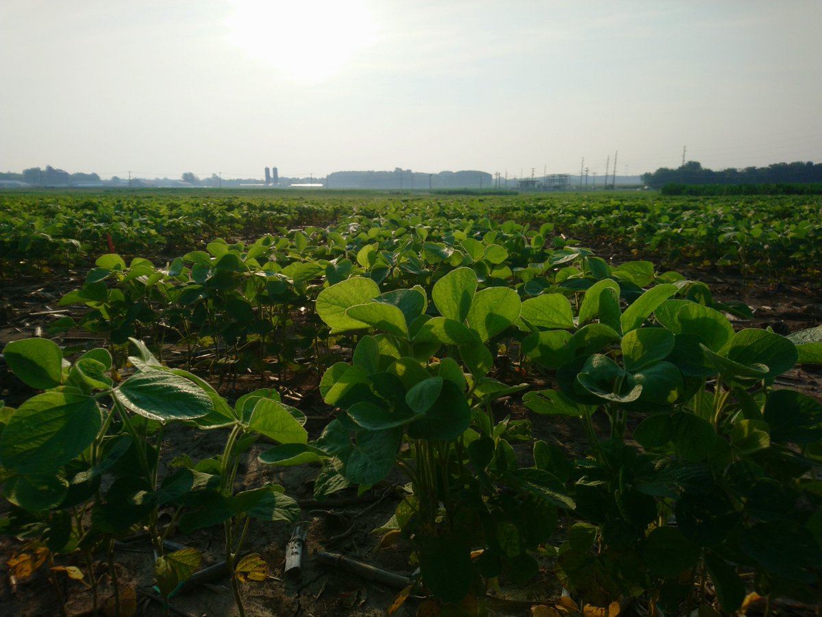 The RIPE Project (@ripeproject) on Twitter photo A RIPE team determined a crucial soybean photosynthesis improvement via traditional breeding methods is unlikely. Gene editing could be the key to unlocking soybean potential. They were published in <a href="/ThePlantJournal/">The Plant Journal</a>
Article: doi.org/10.1111/tpj.17…
Story: bit.ly/4iAM0ZN A RIPE team determined a crucial soybean photosynthesis improvement via traditional breeding methods is unlikely. Gene editing could be the key to unlocking soybean potential. They were published in <a href="/ThePlantJournal/">The Plant Journal</a>
Article: doi.org/10.1111/tpj.17…
Story: bit.ly/4iAM0ZN