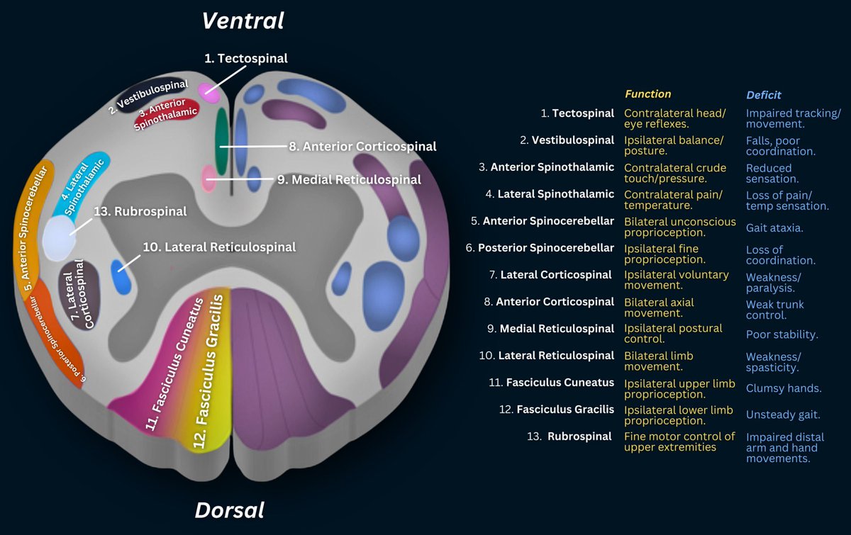 Spinal Cord by <a href="/DrZNeurosurgery/">Dr. Z Neurosurgery</a>